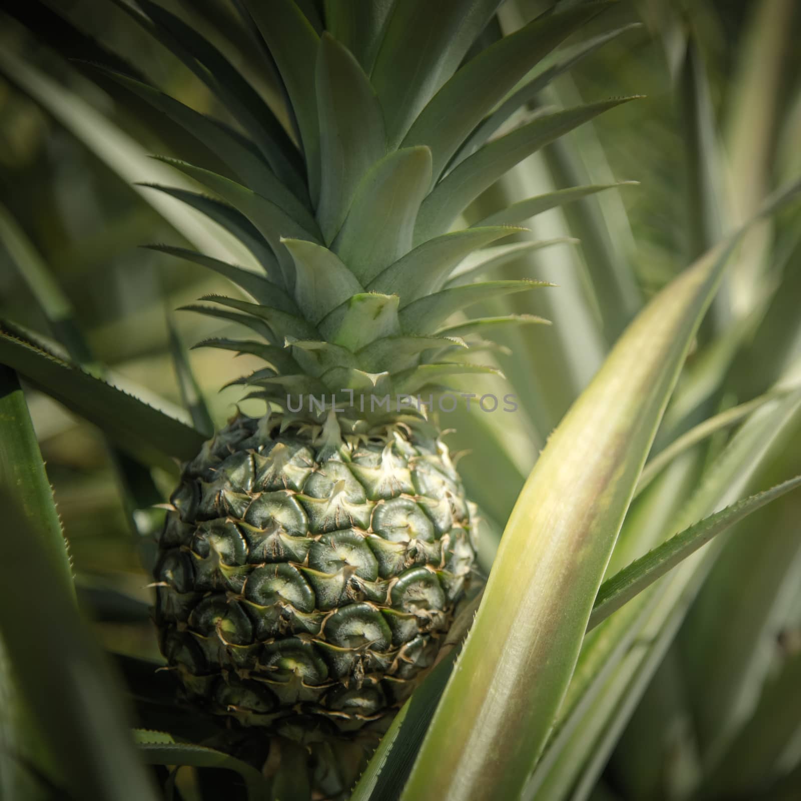 Pineapple farm, Sriracha, Chonburi, Thailand