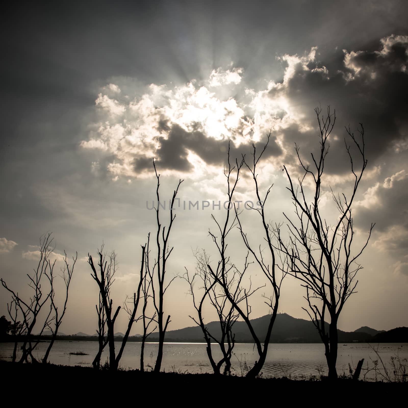 Dried tree beside lake and mountain with bright dramatic sky  by pixbox77