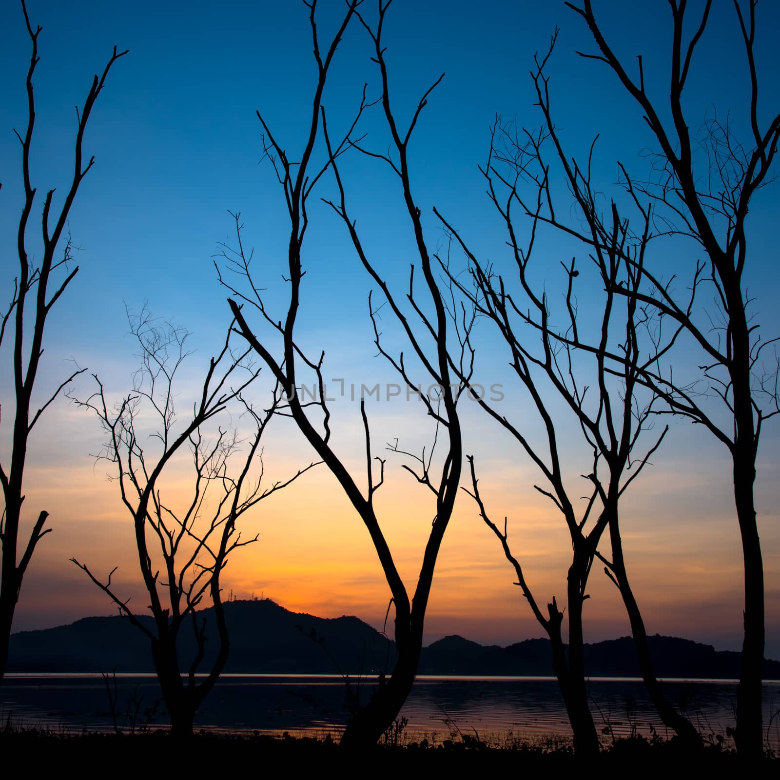 Dried tree beside lake and mountain with sunset sky background