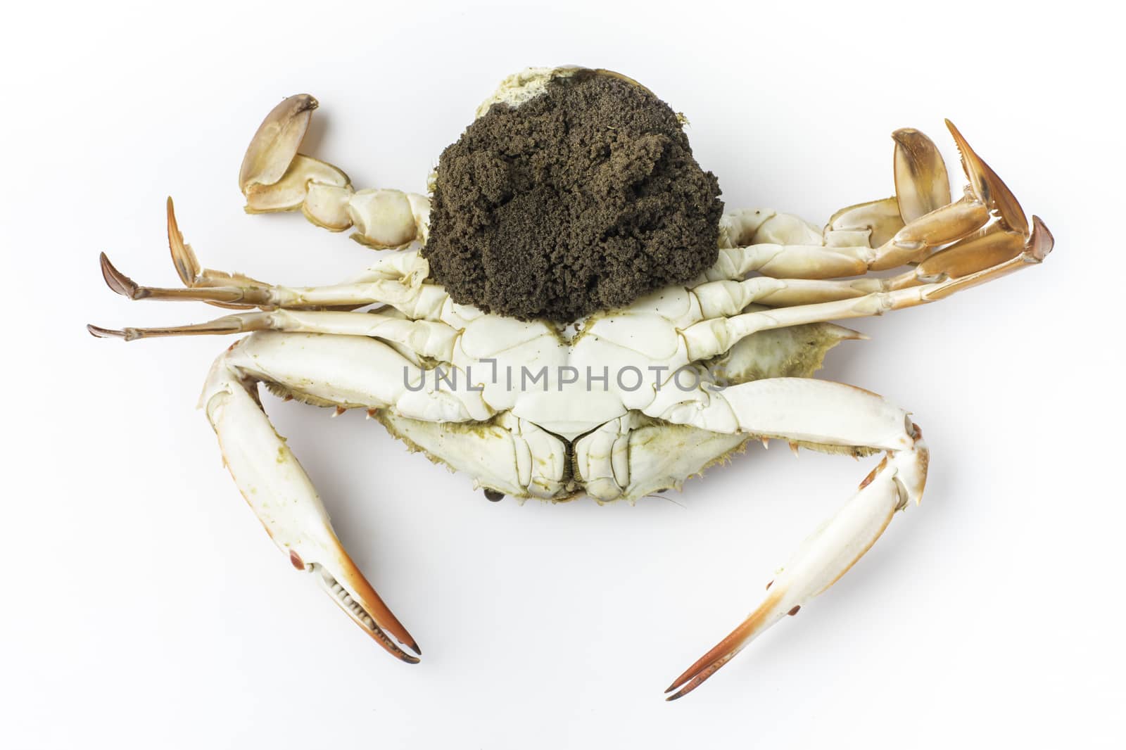 Mother Crab with egg steamed isolated by pixbox77