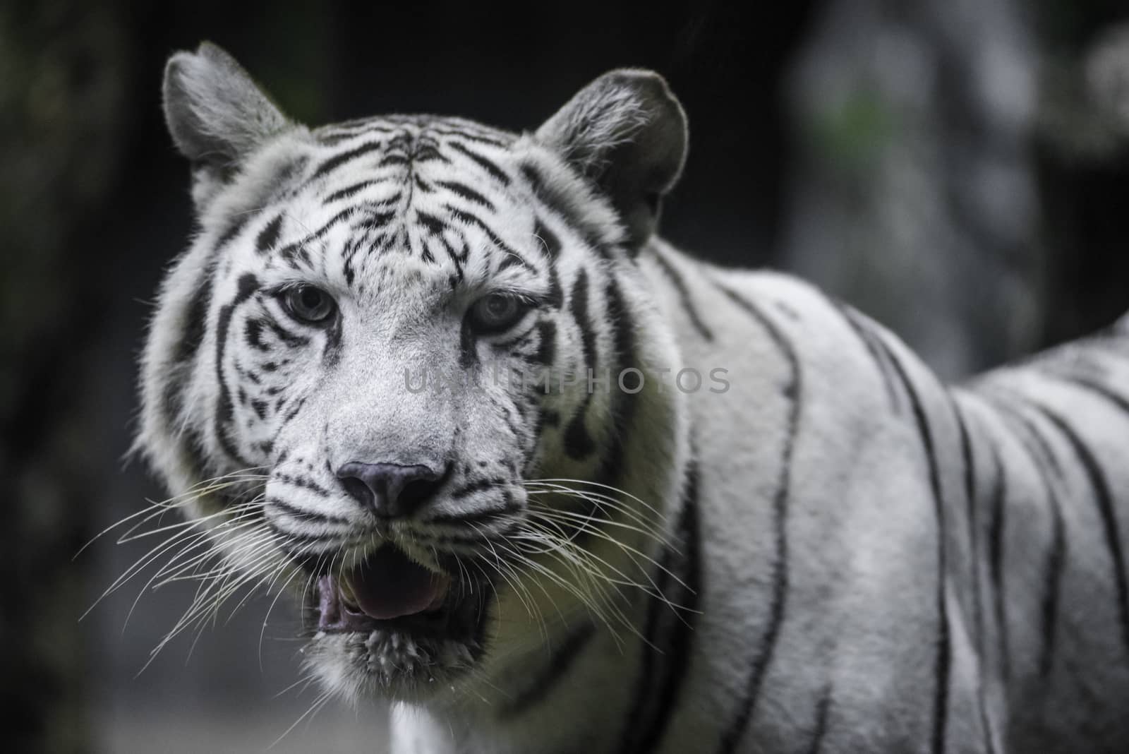 White tiger smile face