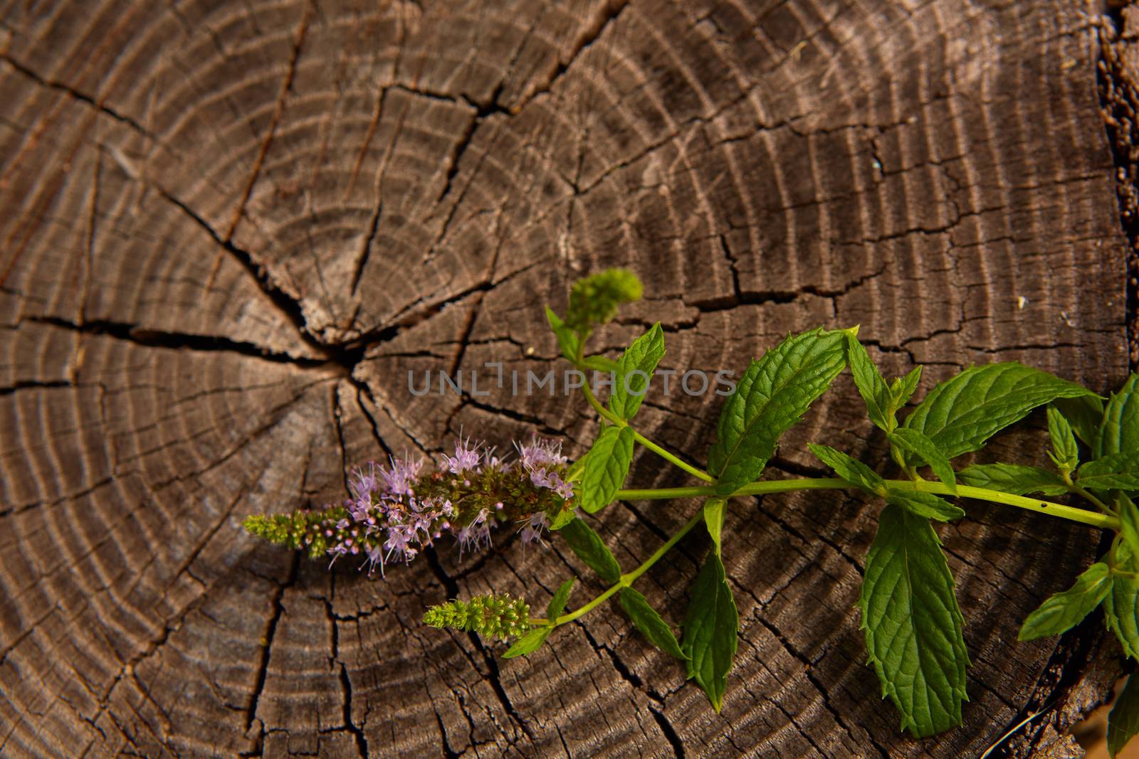 peppermint on wooden table by sarymsakov