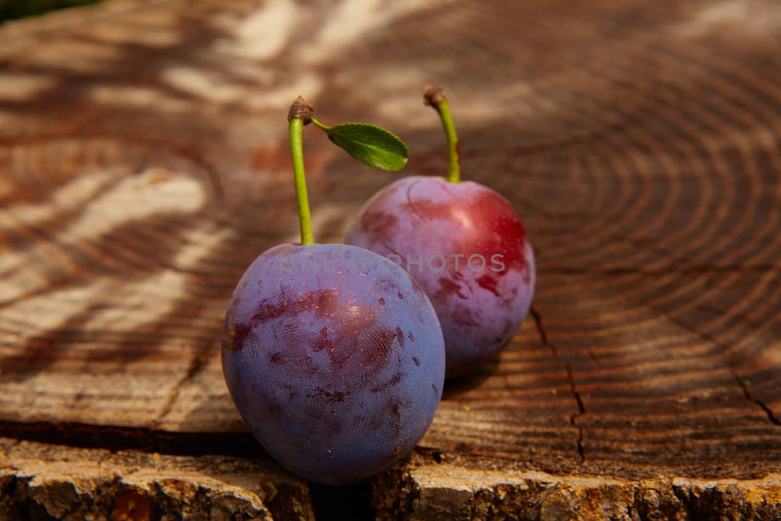 fresh plums on wooden table. Shallow dof