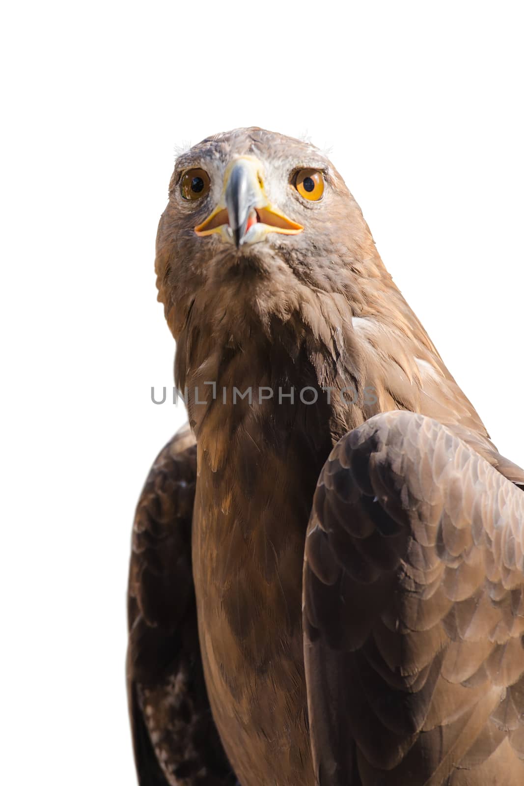 Portrait of wild golden eagle predator bird by servickuz