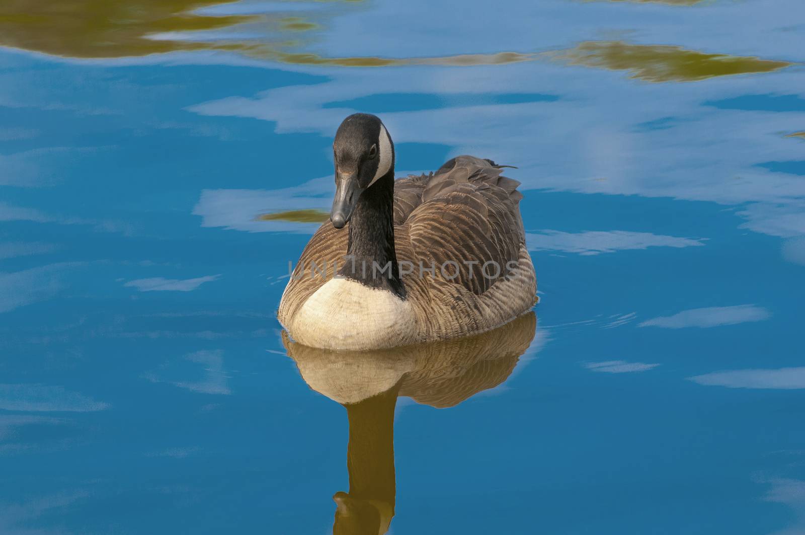 A cute canadian geese floating on a local water body during spring