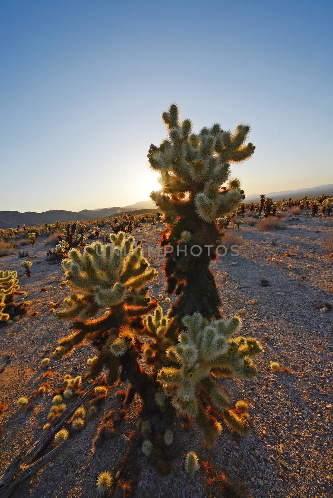 cholla cactus garden by porbital