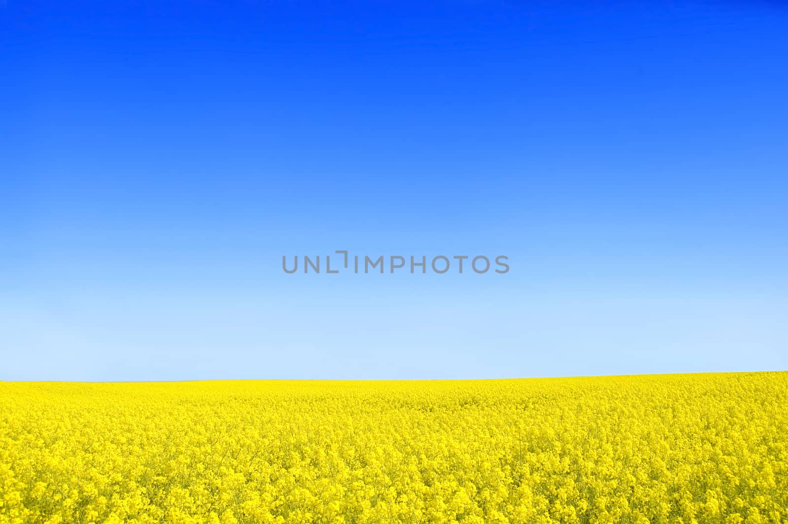 Spring landscape. Picture of oilseed rape on field and blue sky.