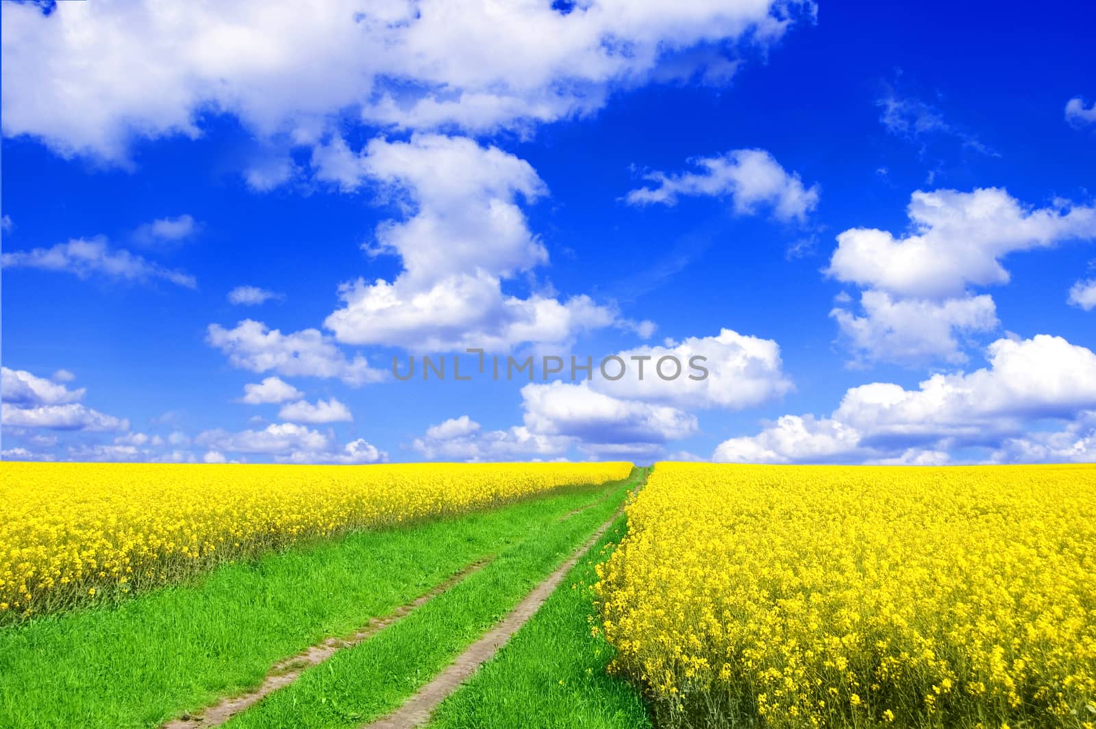 Summer landscape. Picture of green road beetwen oilseed rape on field with blue sky.