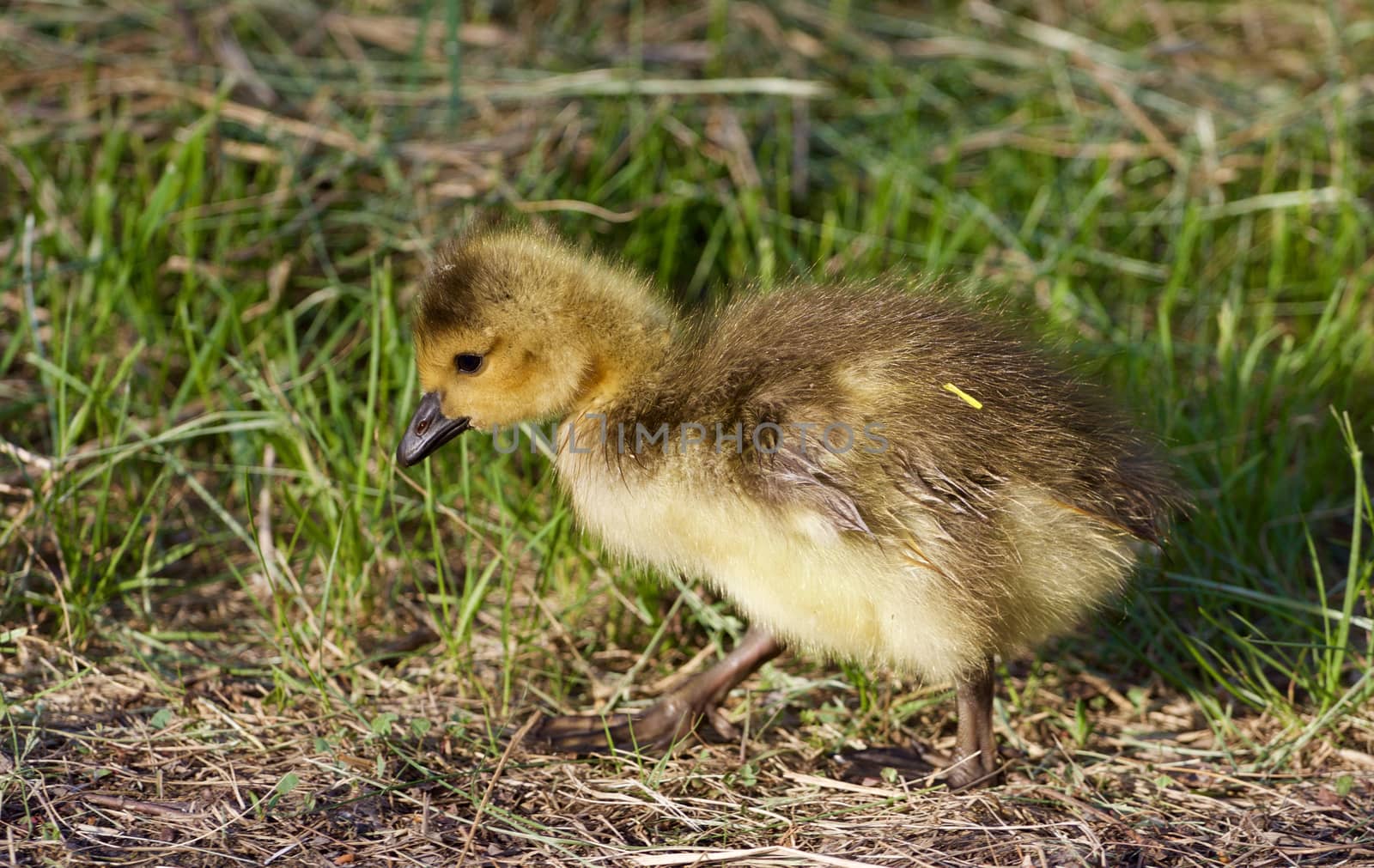 Cute chick on the green grass by teo