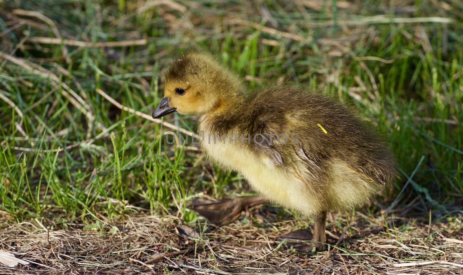 Young chick is going somewhere