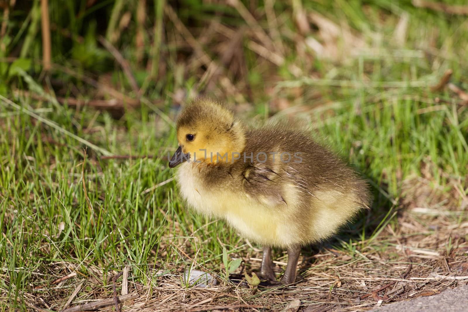 Cute chick of the cackling geese