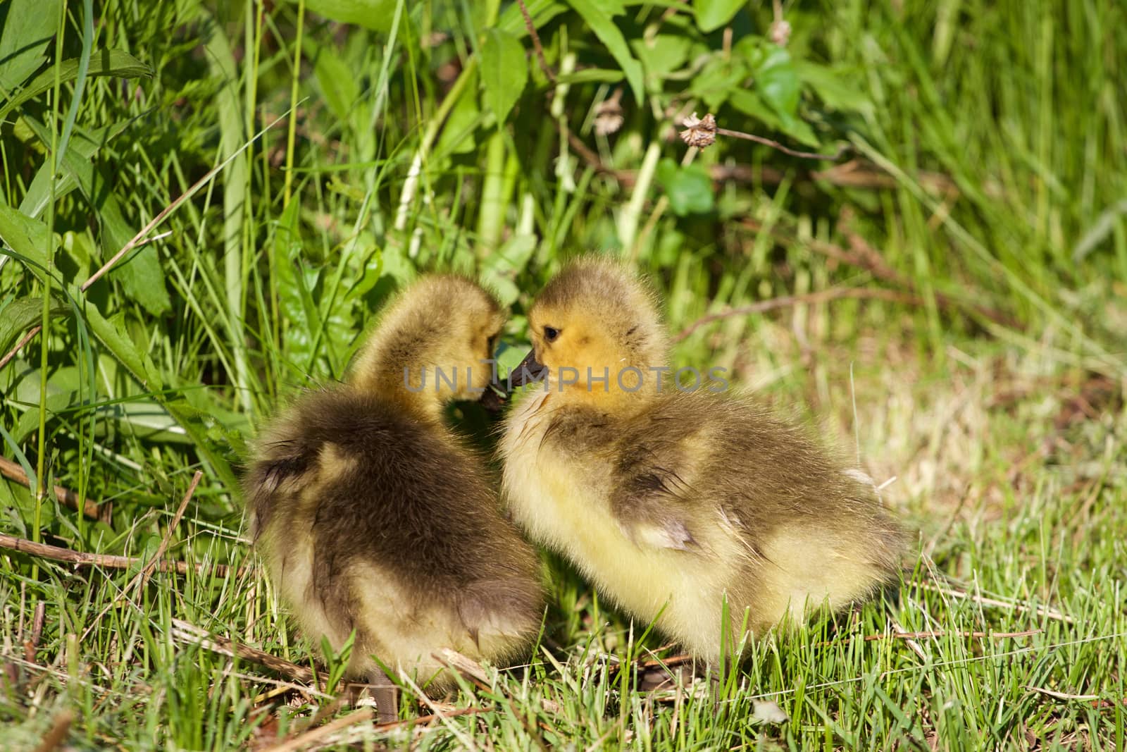 Young chicks are kissing by teo