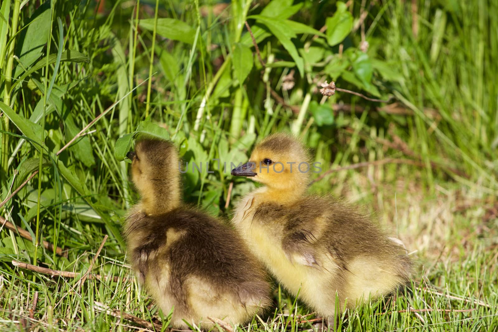 Nestlings of the cackling geese