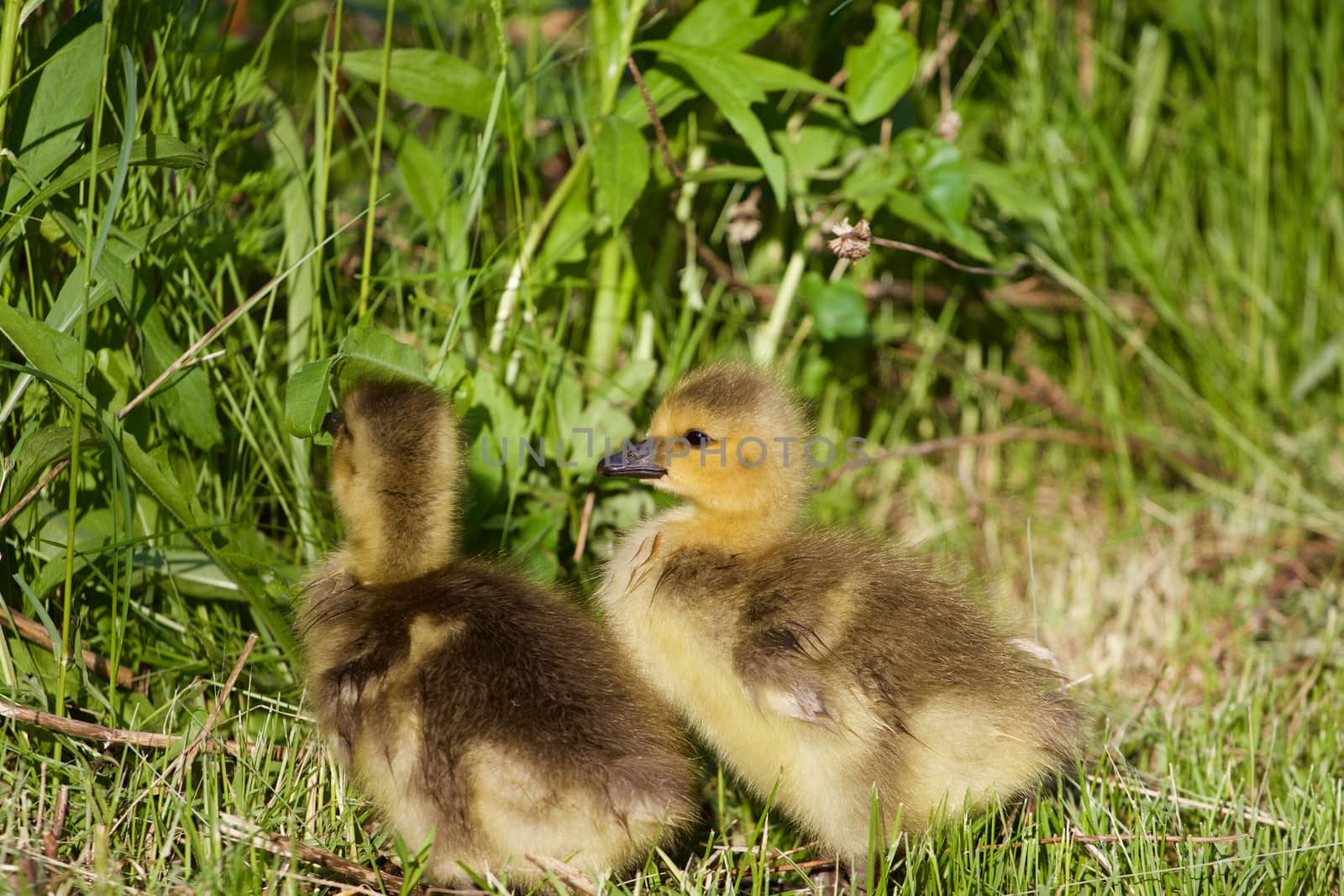 Very cute chicks on the grass by teo