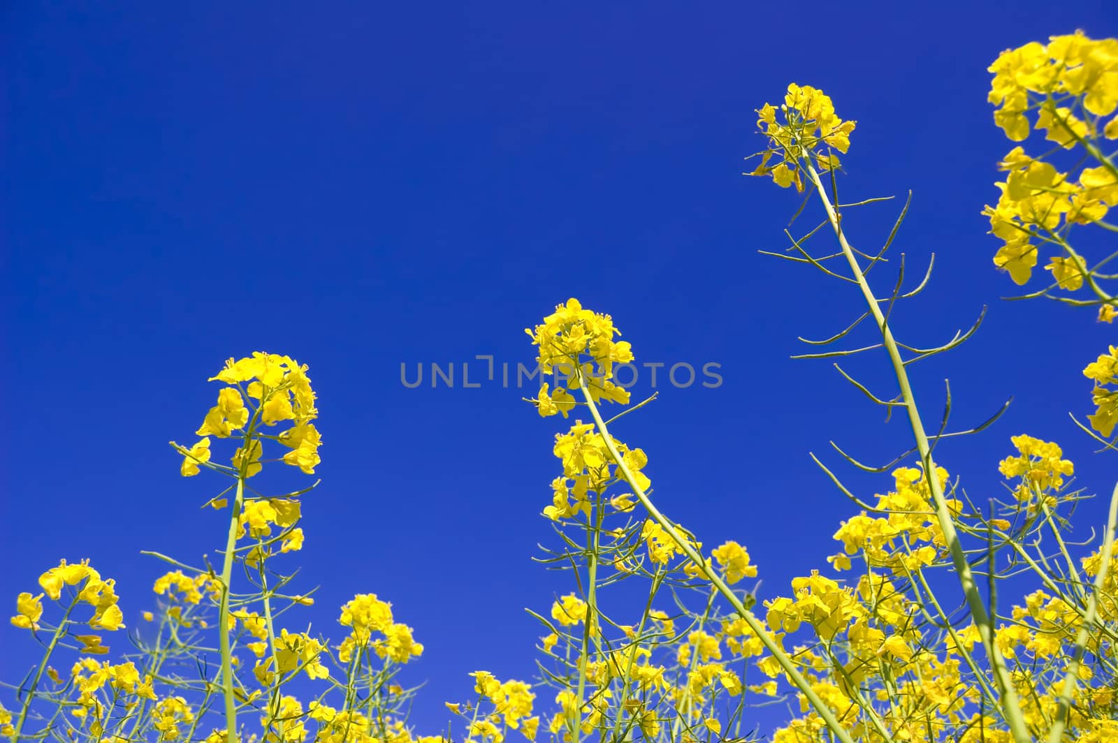 Yellow flowers and blue sky. by satariel