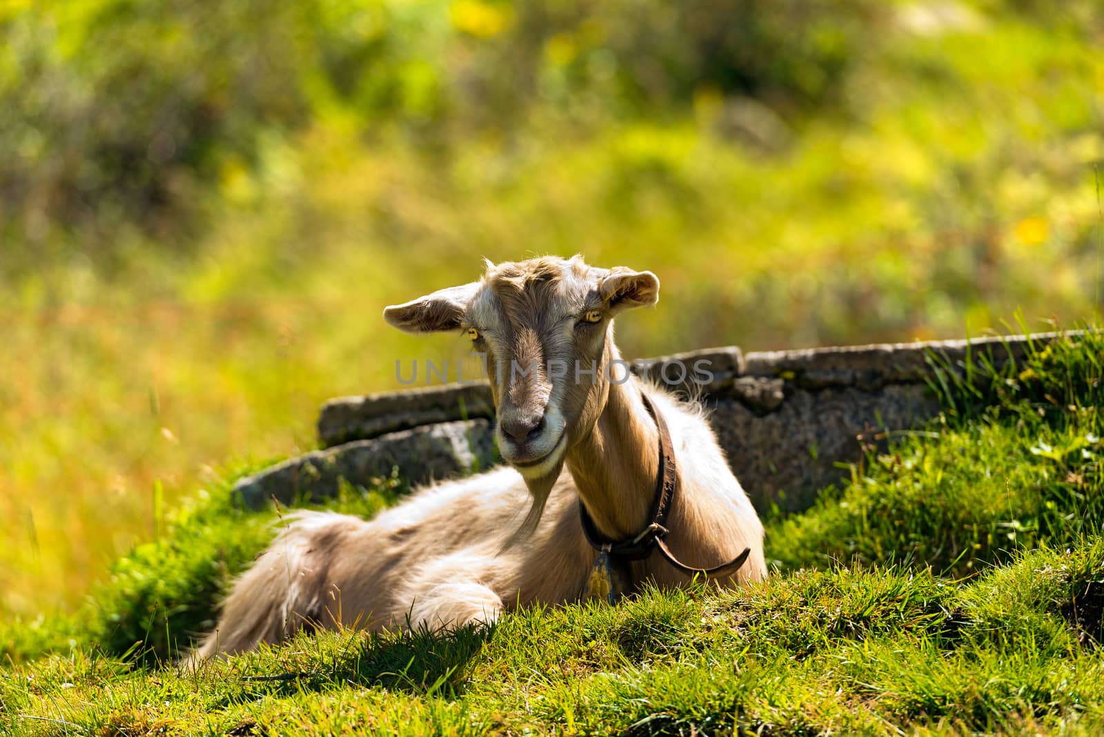 One mountain goat resting on a green pasture in summer