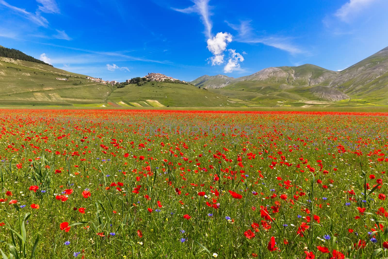 Blooming poppies and lentils at Piano Grande, Castelluccio, Italy