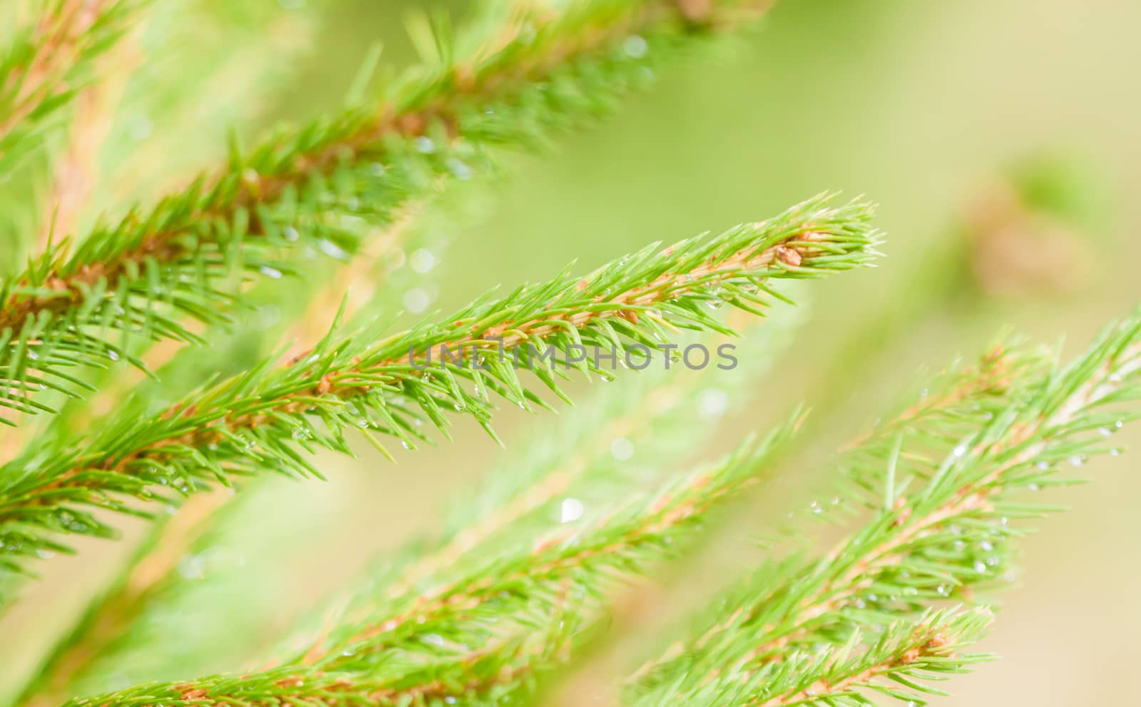 fir-tree sticks with many needles and water drops on them