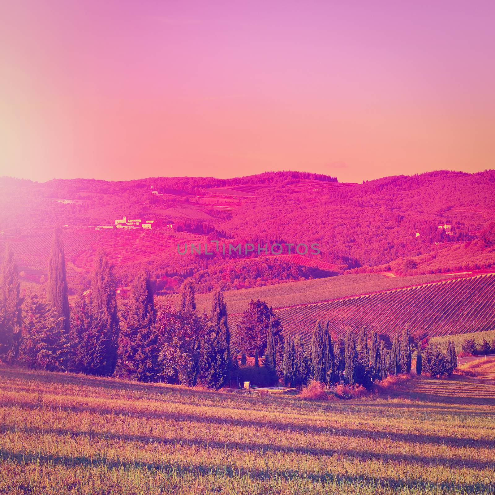 Hill of Tuscany with Vineyard at Sunset, Instagram Effect