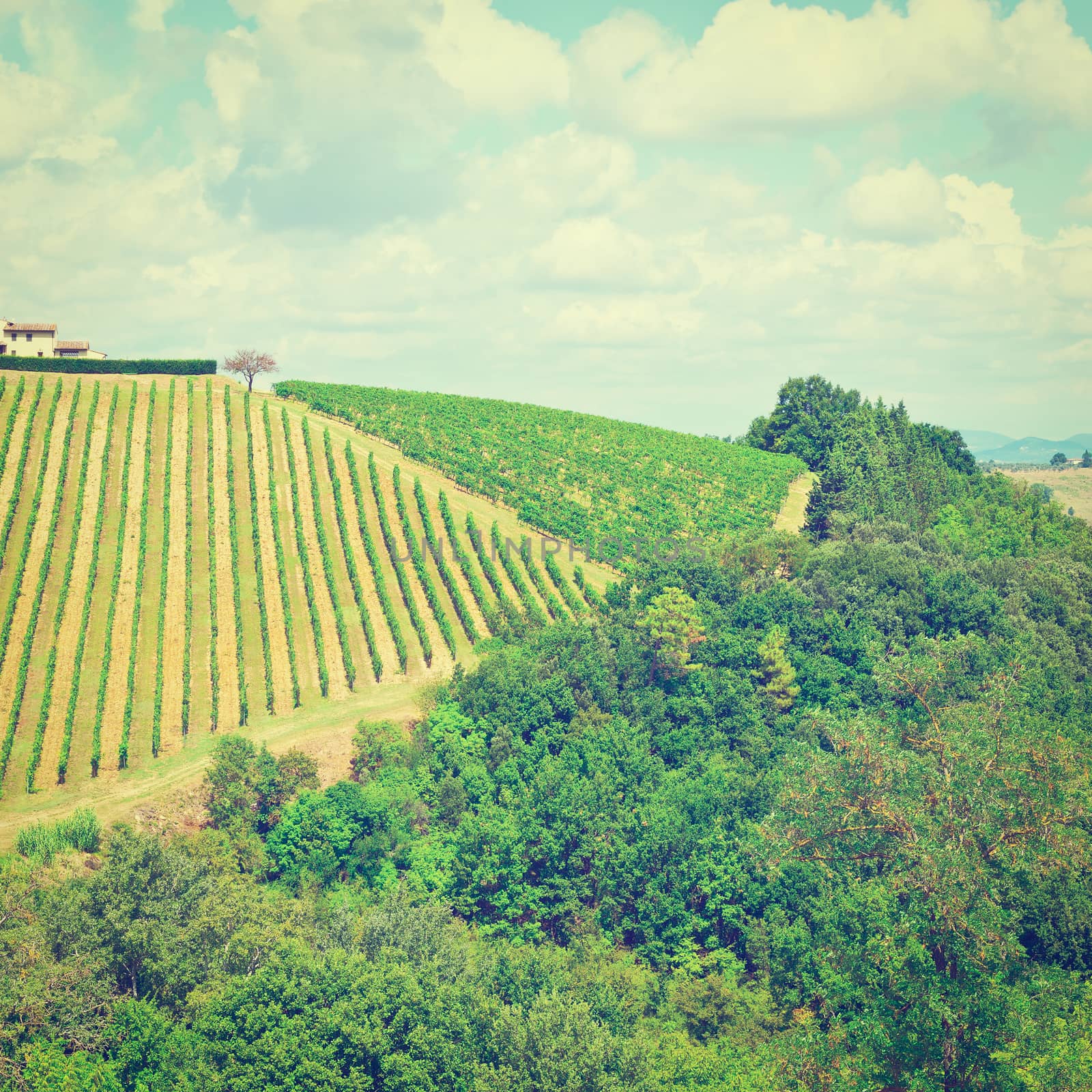 Hill of Tuscany with Vineyard in the Chianti Region, Instagram Effect