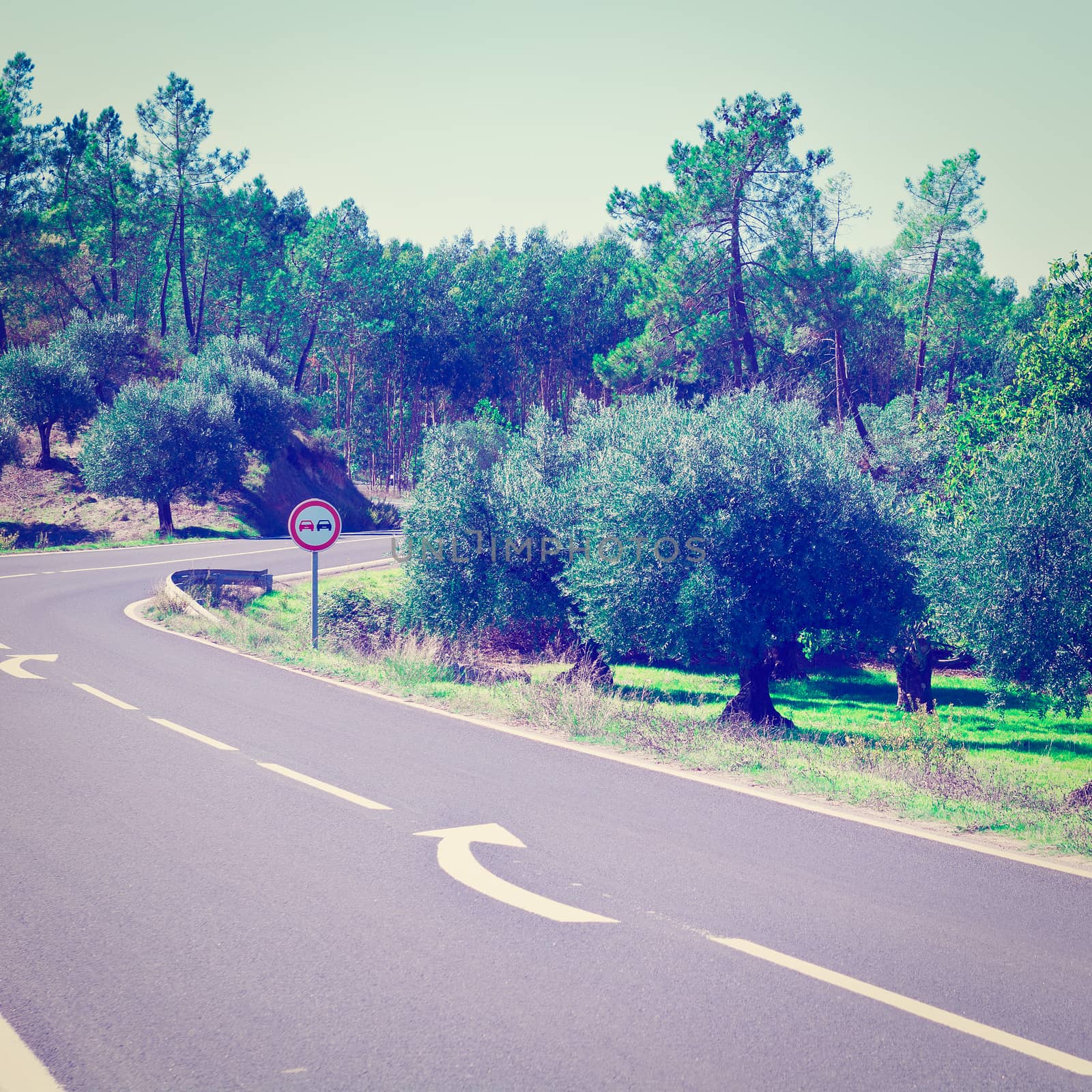Forest Asphalt Road in Portugal between Hills Covered with Olive Trees, Instagram Effect