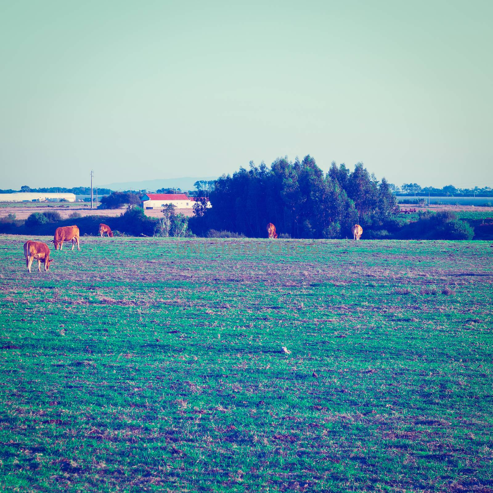 Cows Grazing on Green Pasture in Portugal, Instagram Effect