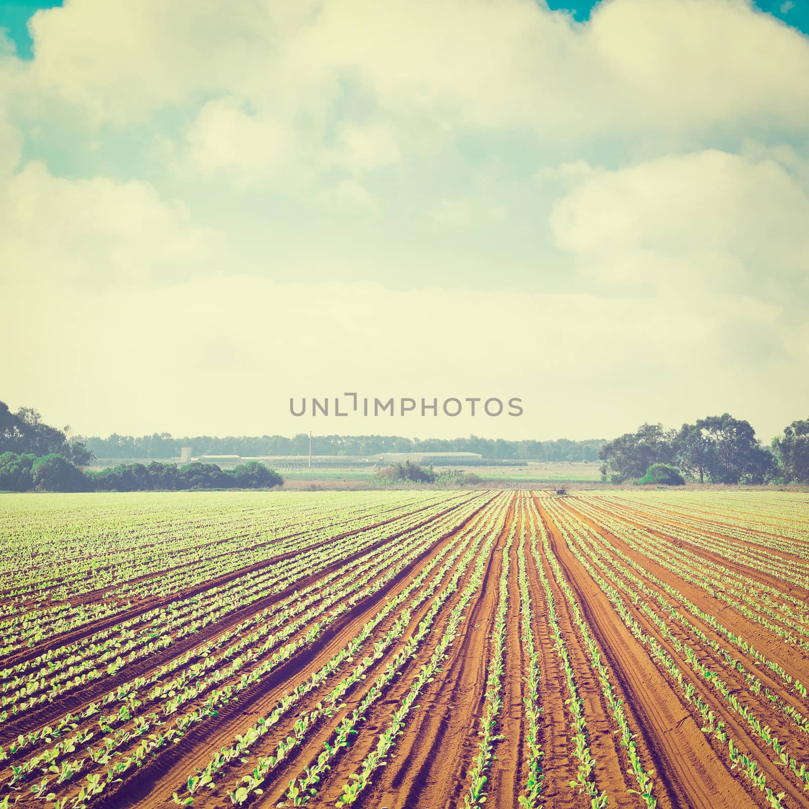 Rows of Fresh Young Green Seedling in Portugal, Instagram Effect