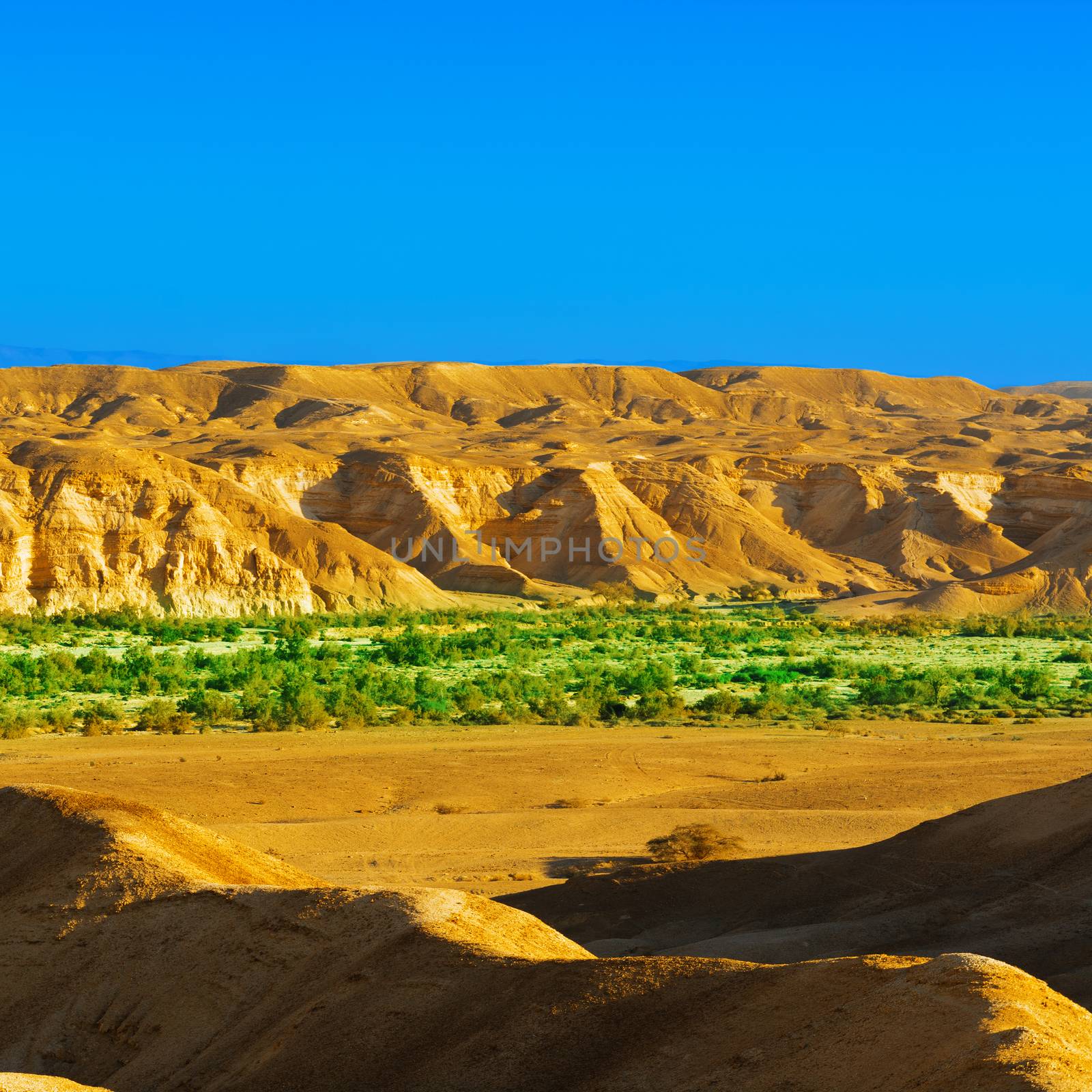 Green Plants and Rocky Hills of the Negev Desert in Israel