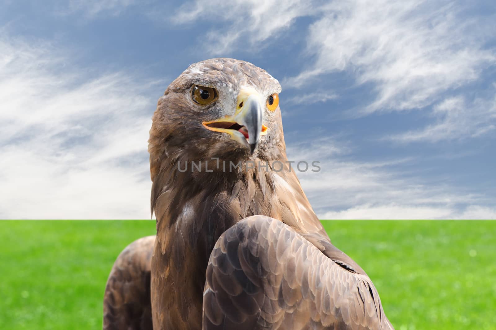 Golden eagle strong raptor bird against cloudy sky and grass by servickuz