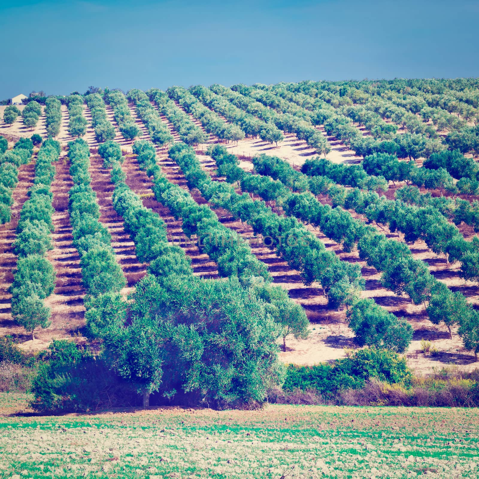 Olive Groves and Plowed Sloping Hills of Spain in the Autumn, Instagram Effect