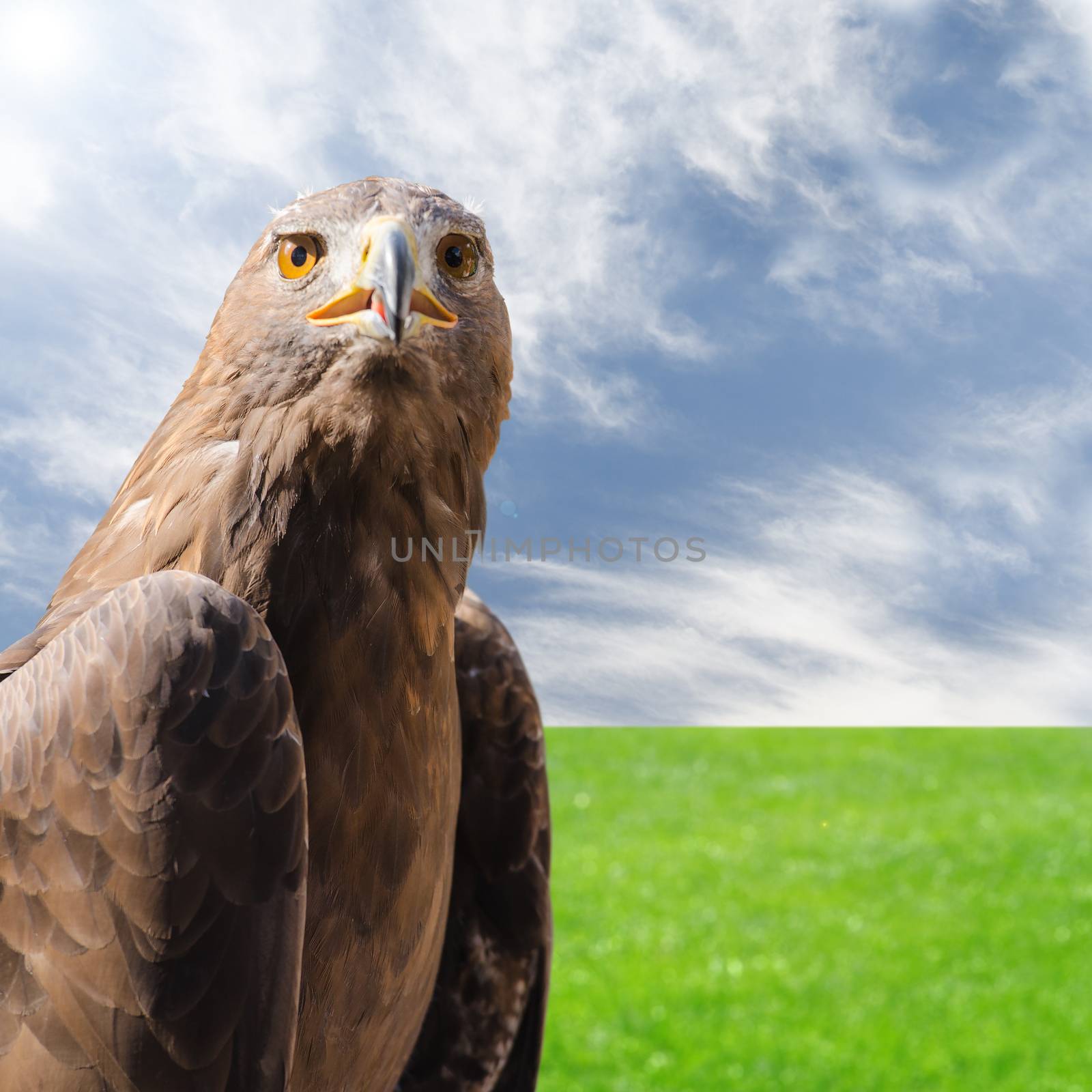Portrait of wild predator bird golden eagle over natural sunny background