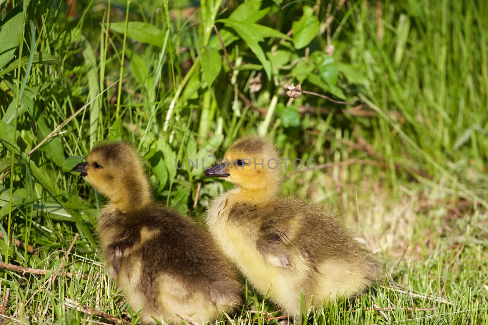 Two young geese are eating