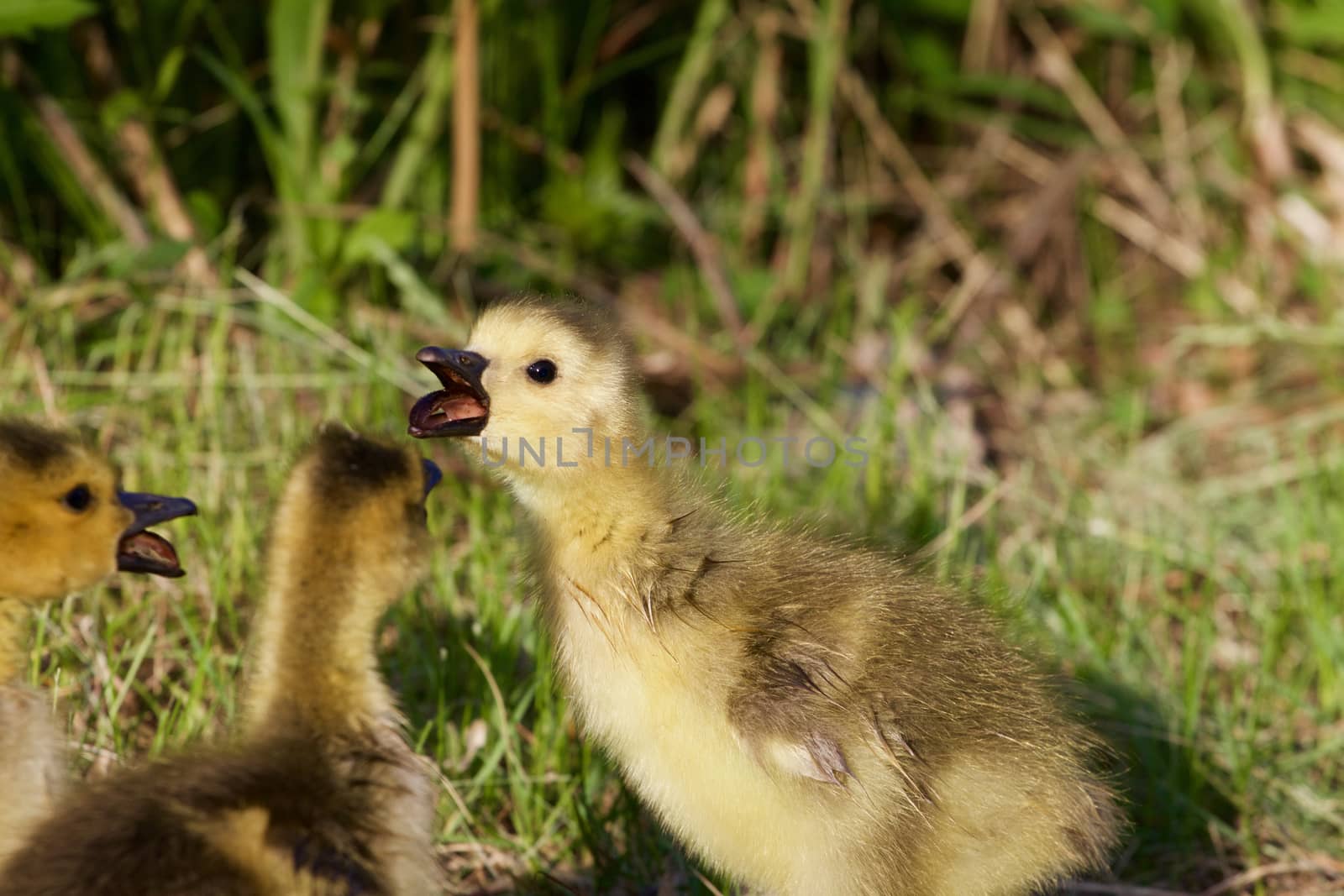 The chick is telling gossips by teo