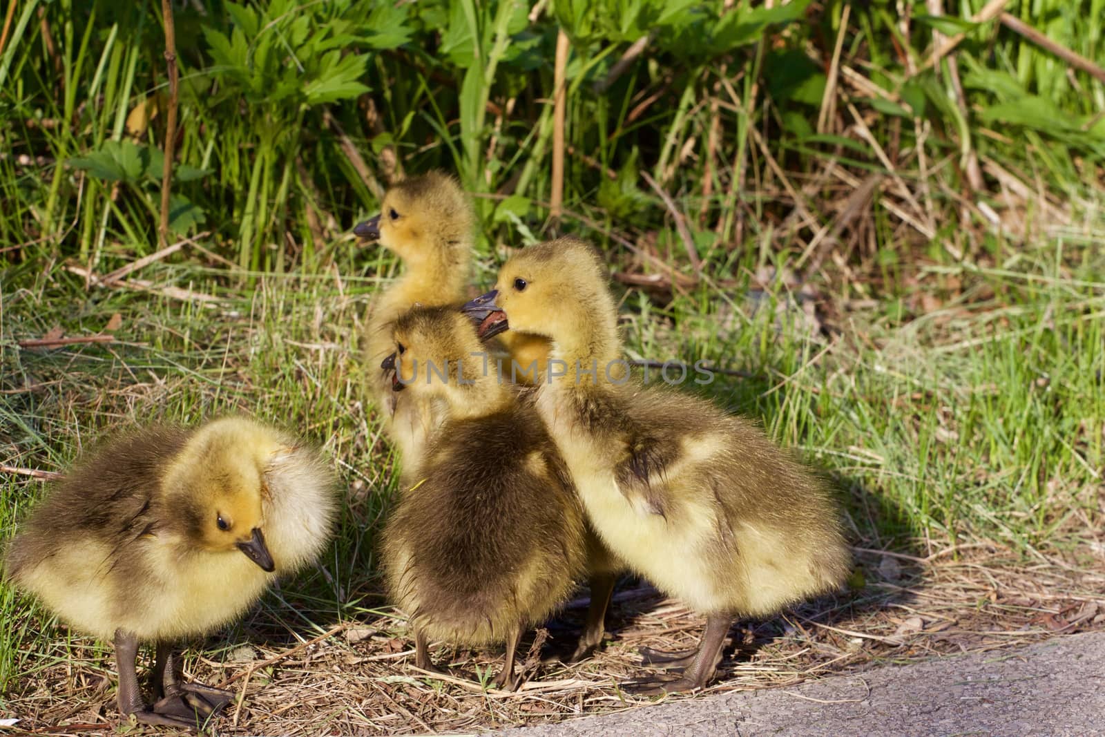 The strong reaction of the young cackling geese