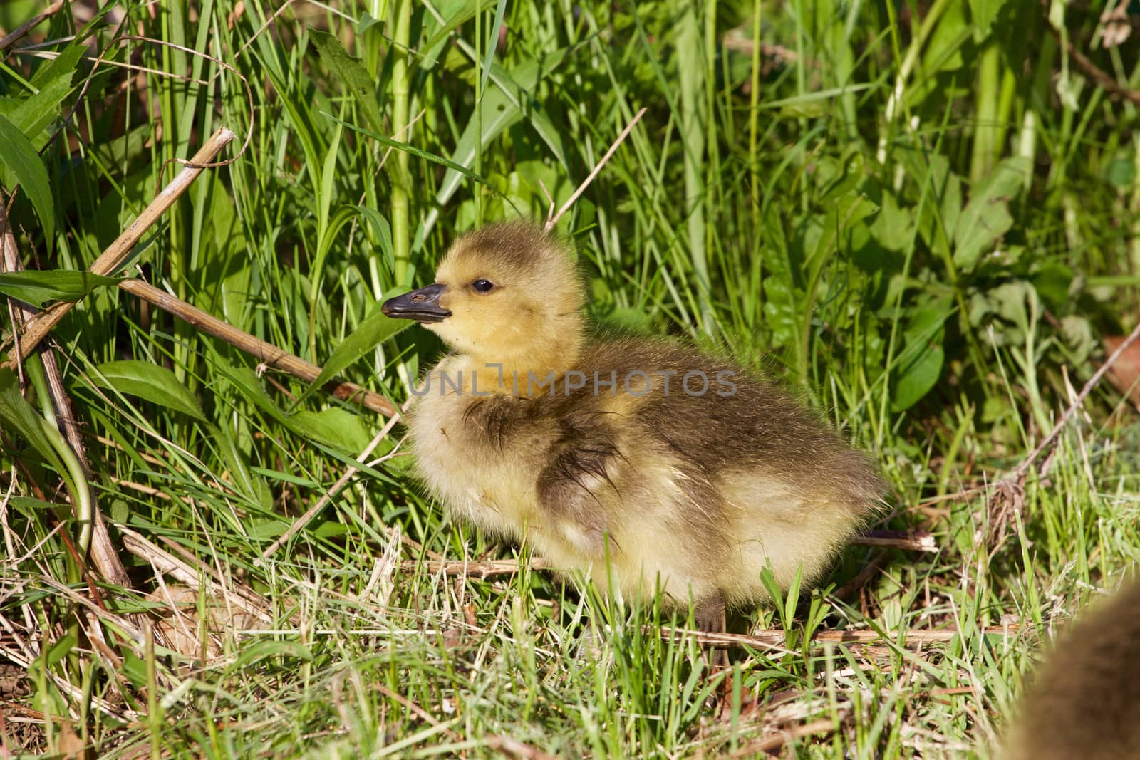 Cute young cackling goose 