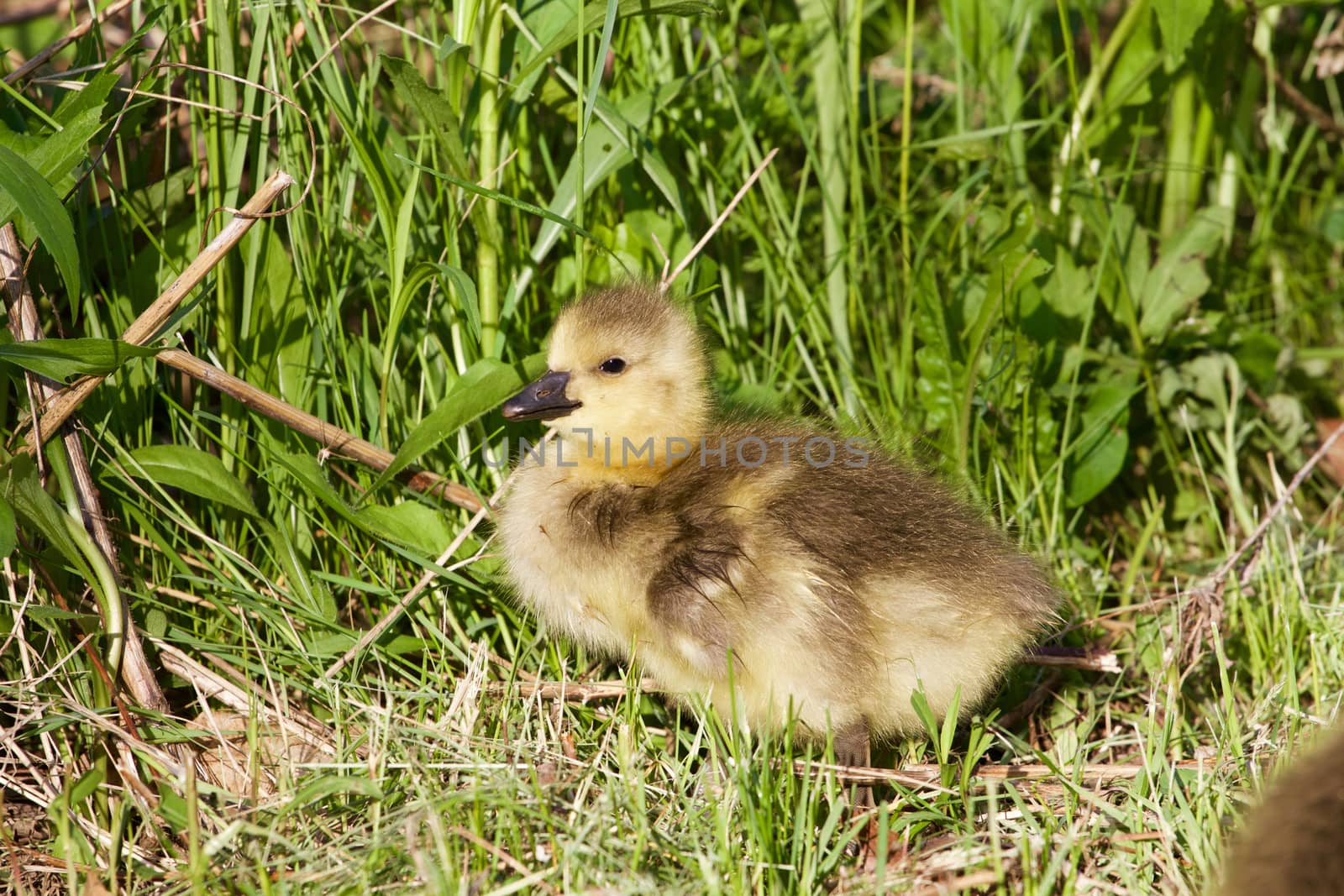 Cute chick is taking sunbath