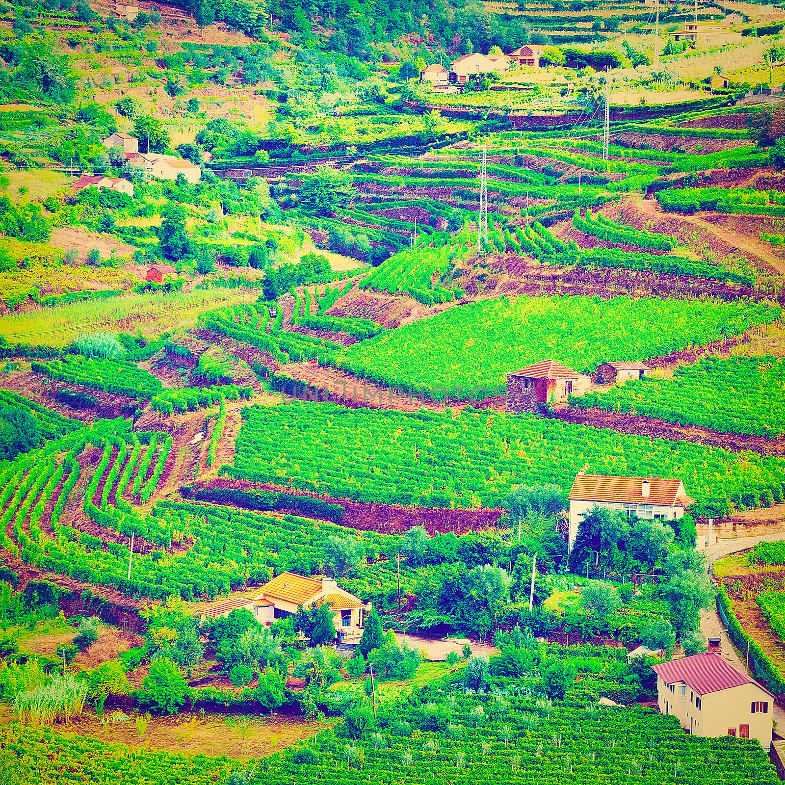 Extensive Vineyards on the Hills of Portugal, Instagram Effect