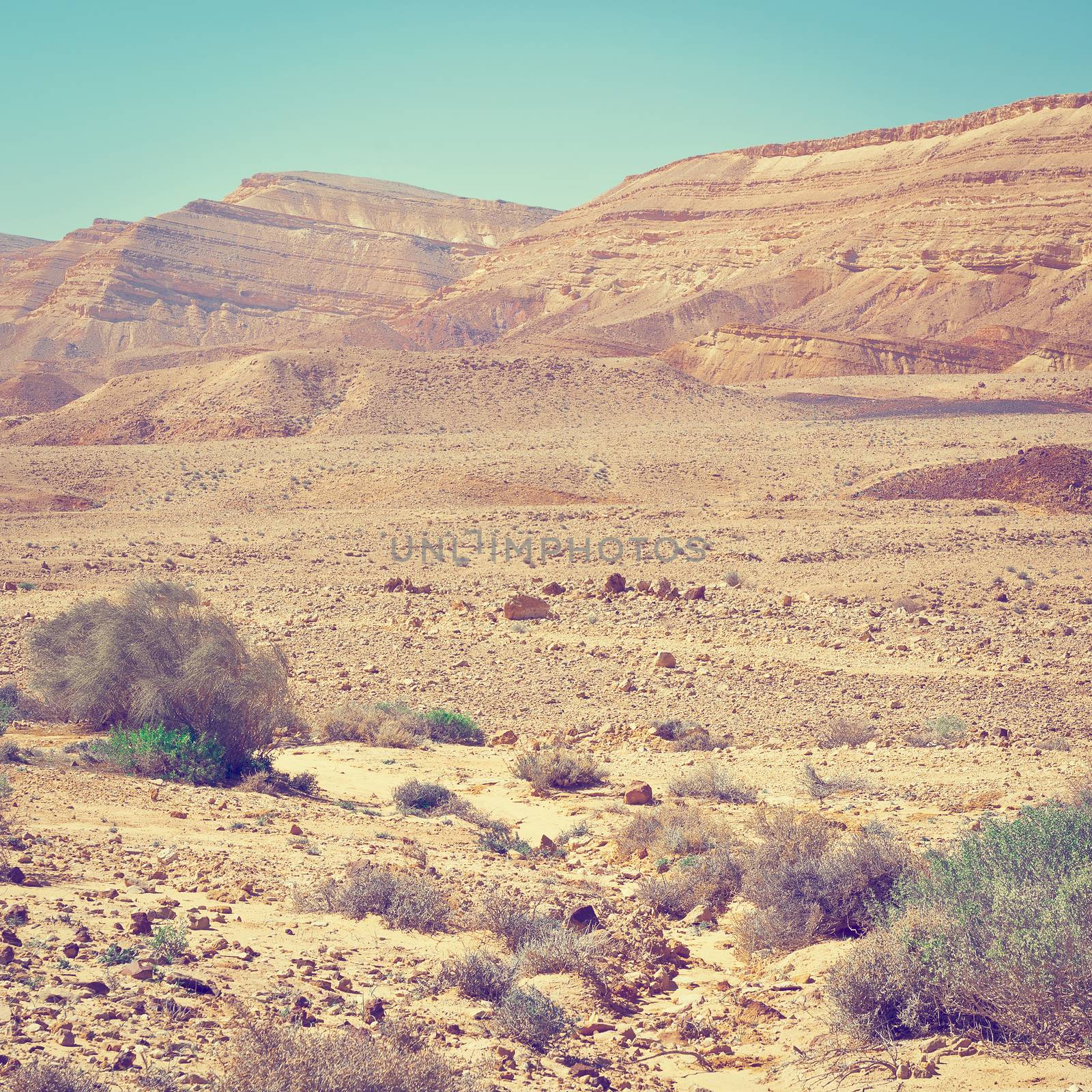 Green Plants of the Negev Desert in Israel, Instagram Effect