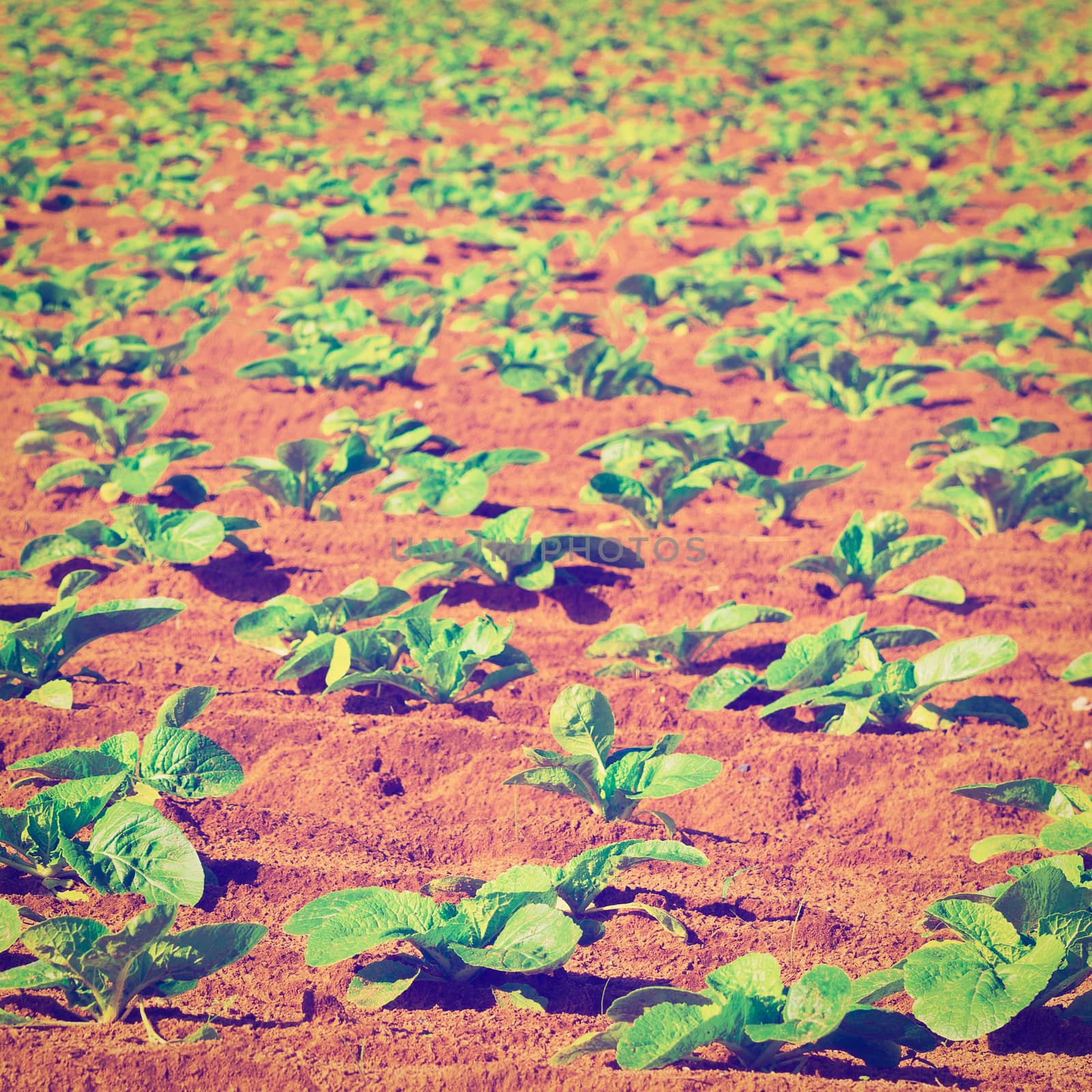 Rows of Fresh Young Green Seedling in Portugal, Instagram Effect