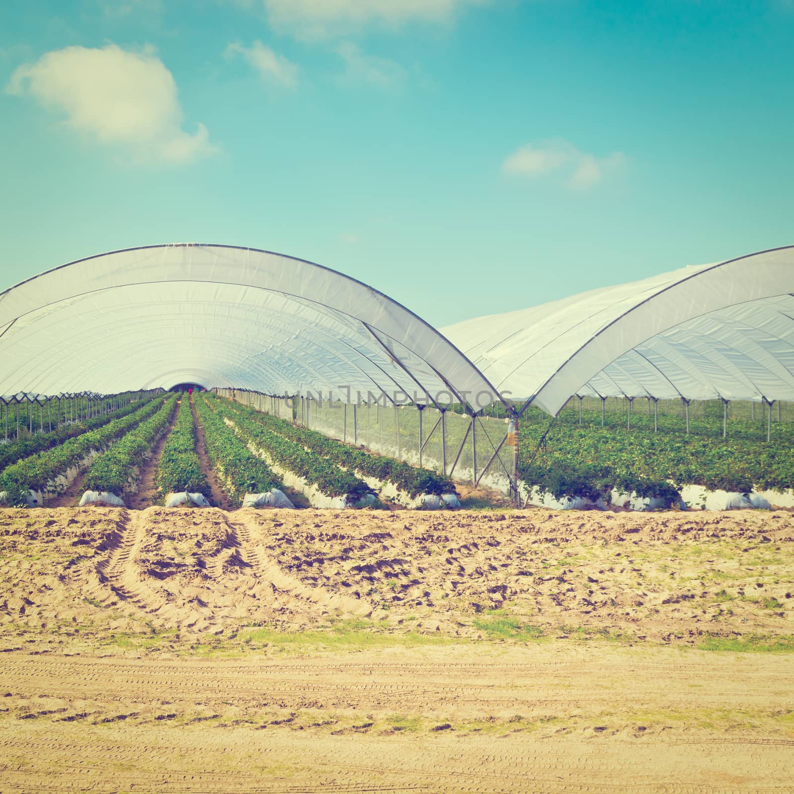 Strawberry Beds inside the Greenhouse in Portugal, Instagram Effect