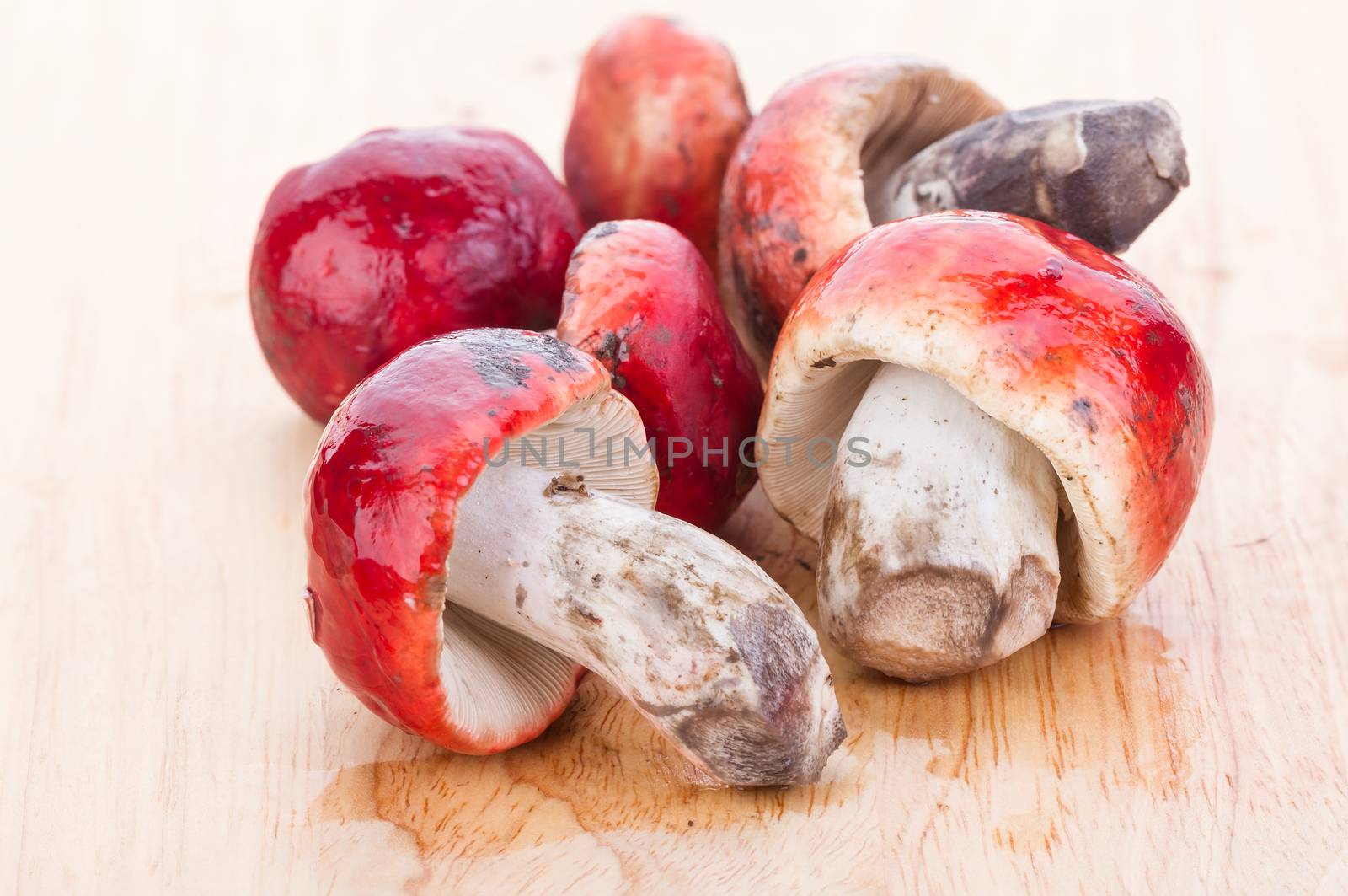 fresh red Rosy Russula ("Russula rosacea Pers. Ex S.F. Gray") fungi from nature on wooden plate