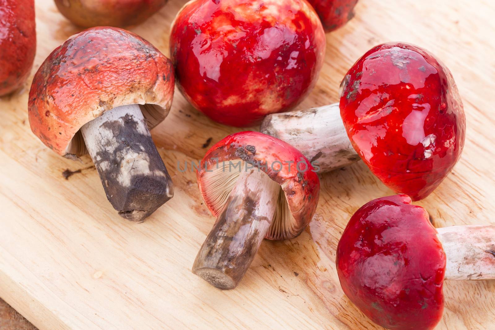 fresh red Rosy Russula ("Russula rosacea Pers. Ex S.F. Gray") fungi from nature on wooden plate