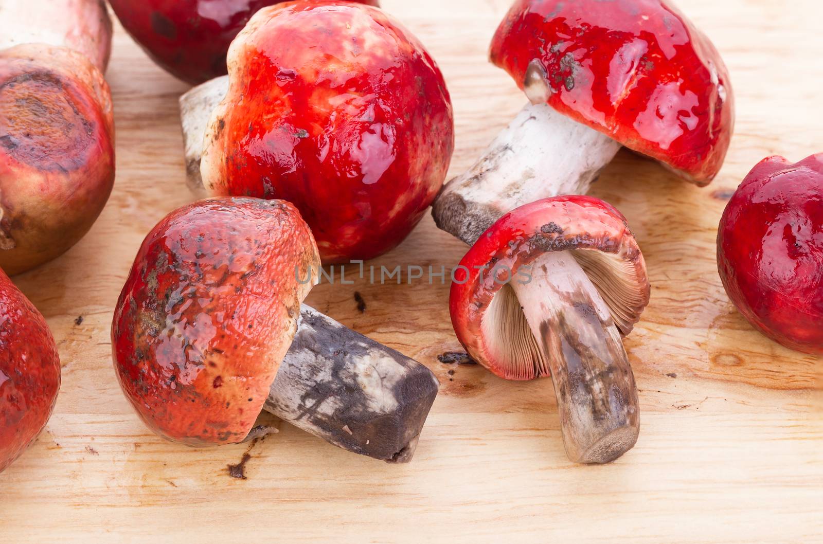 fresh red Rosy Russula ("Russula rosacea Pers. Ex S.F. Gray") fungi from nature on wooden plate