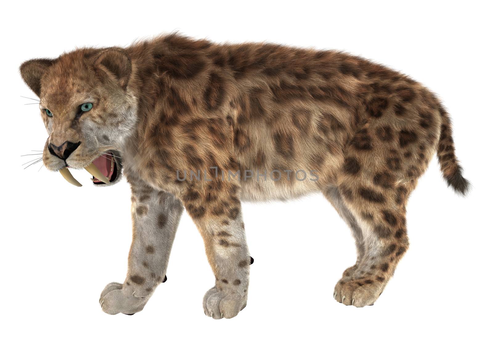 3D digital render of a smilodon or a saber toothed cat isolated on white background