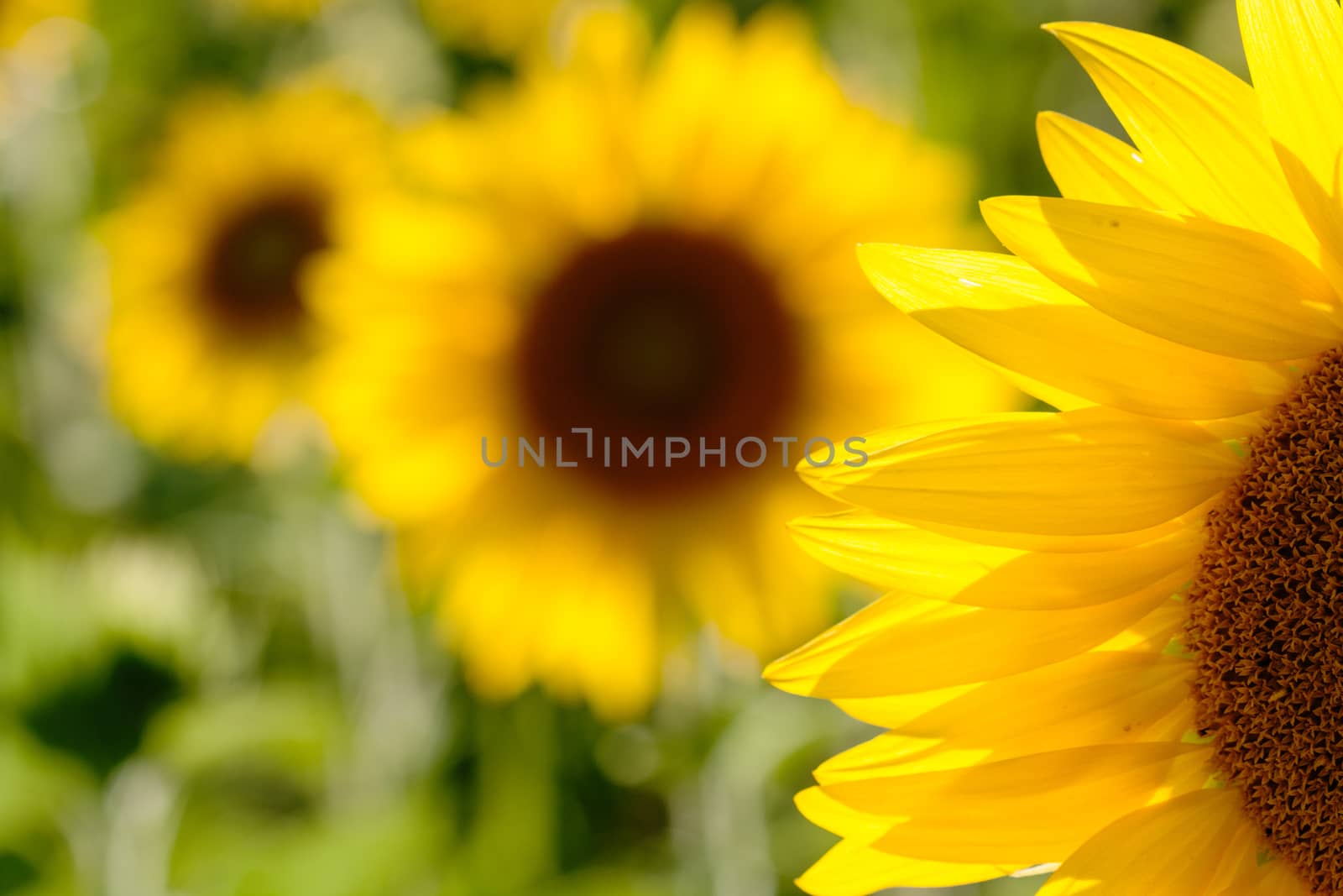 Crop of sunflower plants in Tuscany