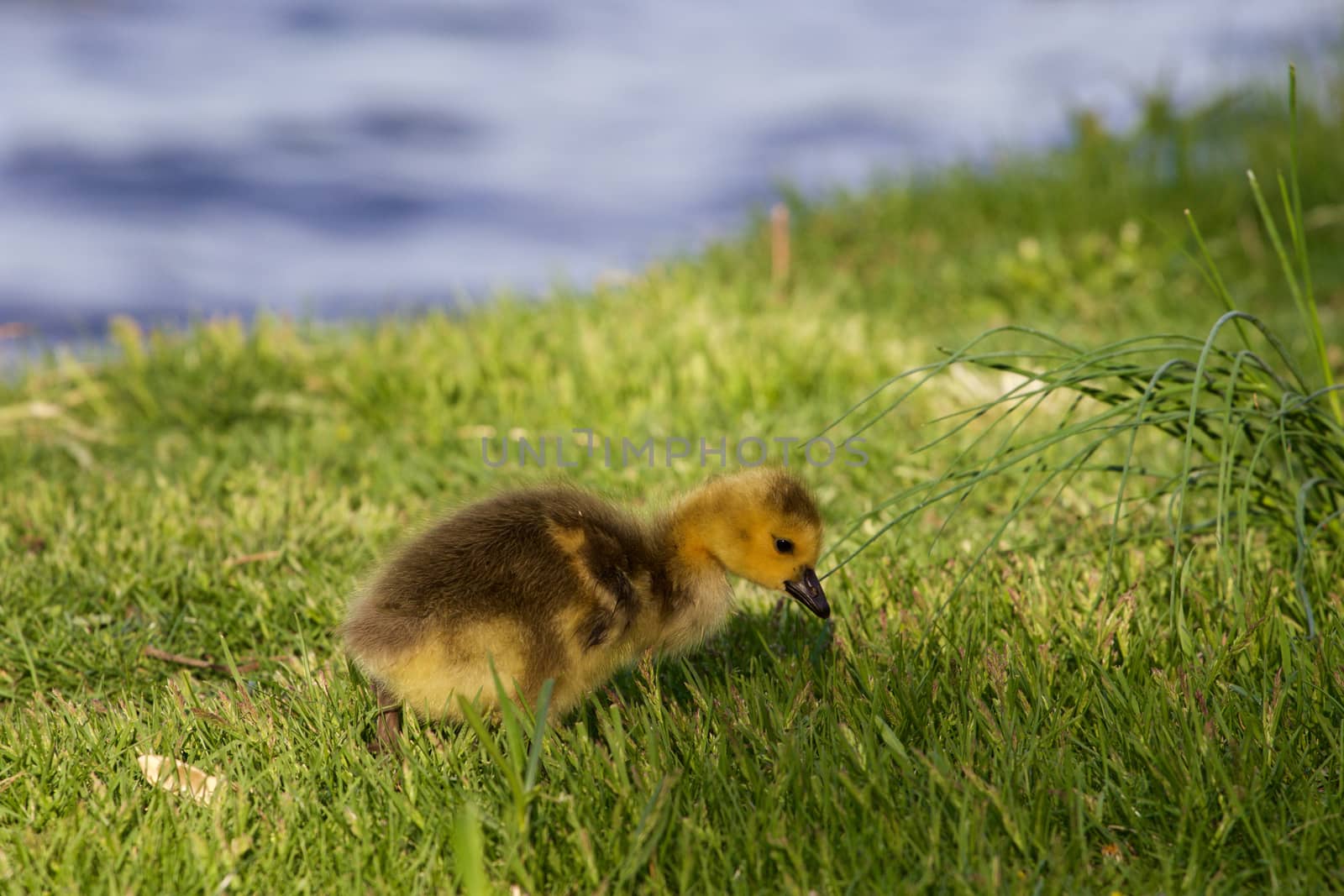 Cute chick is searching something in the grass by teo