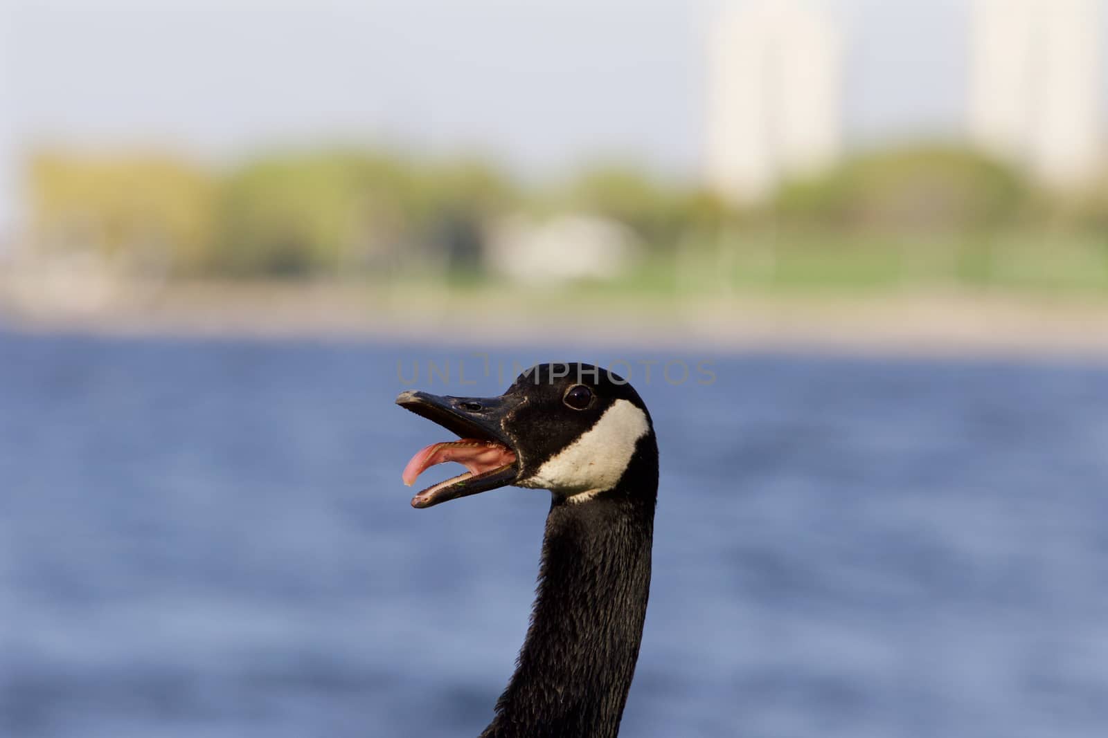 Cackling goose feels fear of a dog