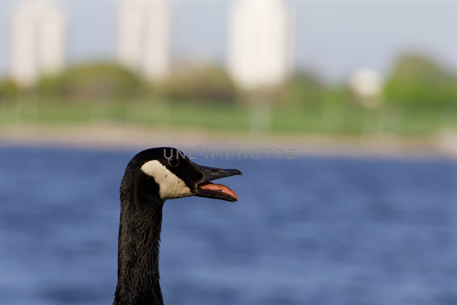 Scream of a cackling goose