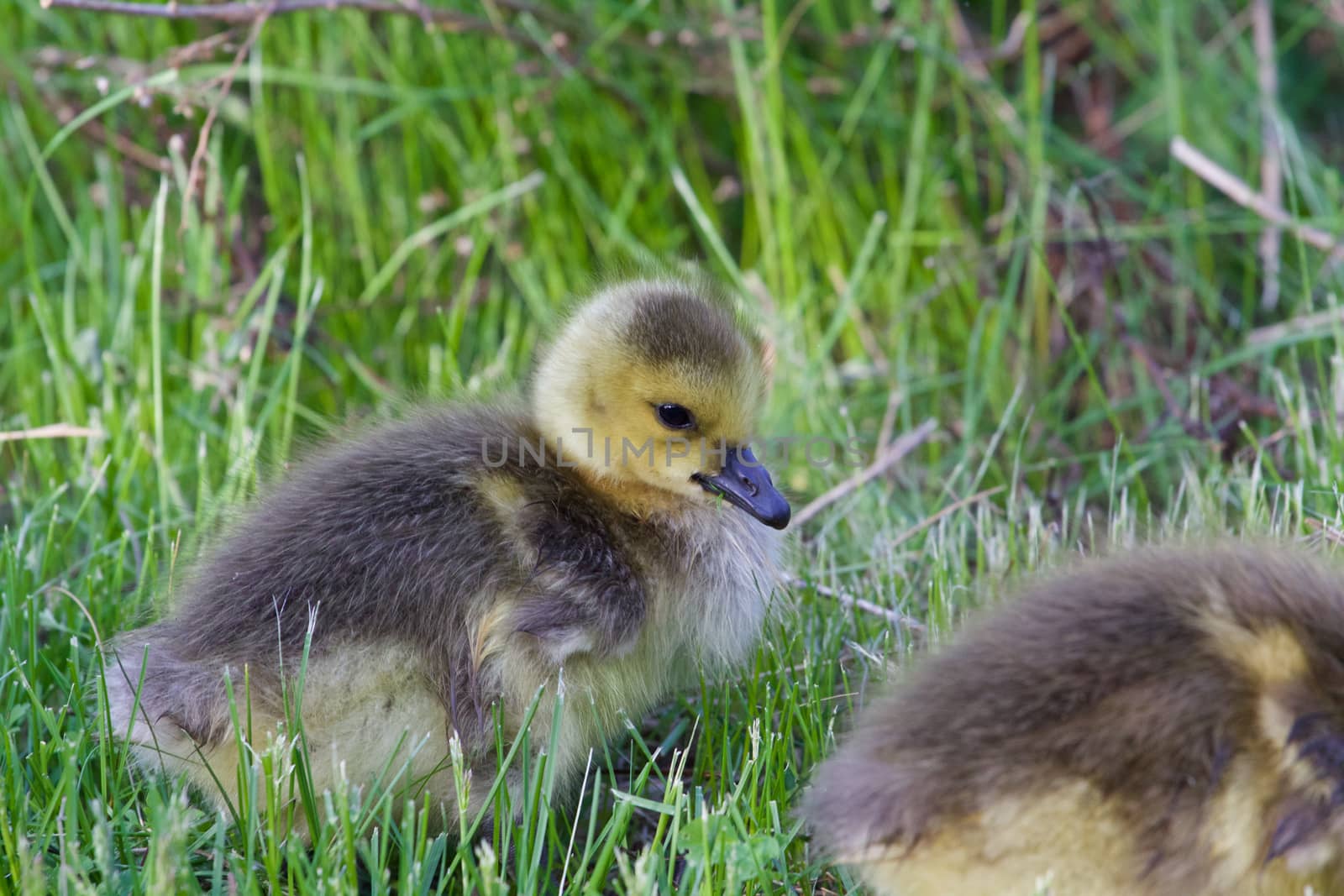 Beautiful chick is eating the grass by teo