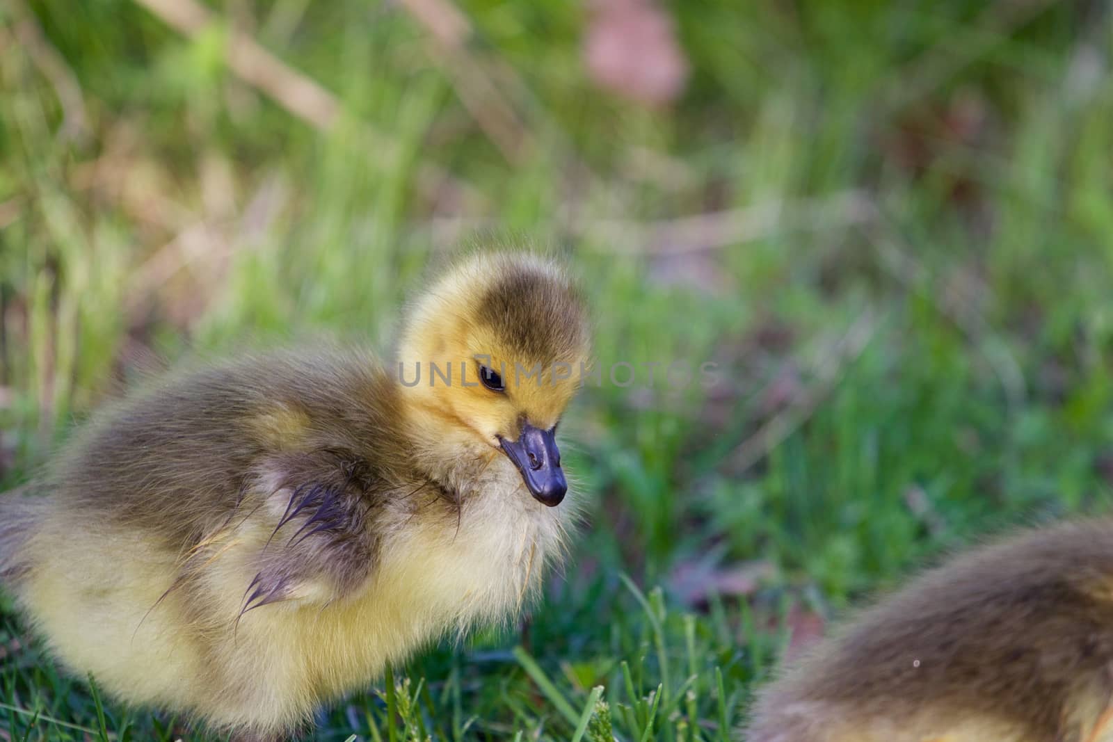 Cute chick of a cackling goose close-up